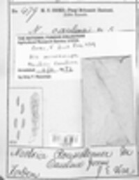 Nectria caulina image